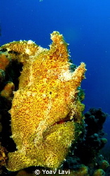 Yellow Frog Fish by Yoav Lavi 